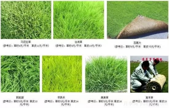 ***全常用草坪品種、優(yōu)點(diǎn)缺點(diǎn)和施工要點(diǎn)(圖7)