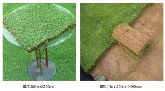 ***全常用草坪品種、優(yōu)點(diǎn)缺點(diǎn)和施工要點(diǎn)(圖8)