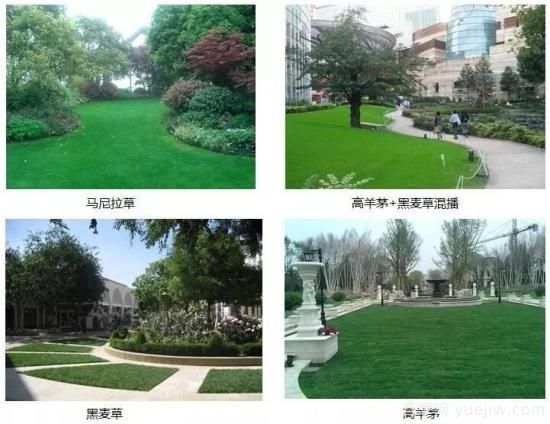 ***全常用草坪品種、優(yōu)點(diǎn)缺點(diǎn)和施工要點(diǎn)(圖9)