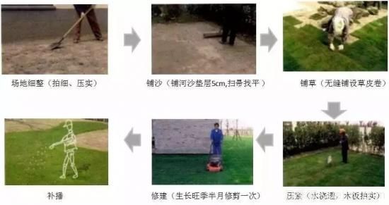 ***全常用草坪品種、優(yōu)點(diǎn)缺點(diǎn)和施工要點(diǎn)(圖12)