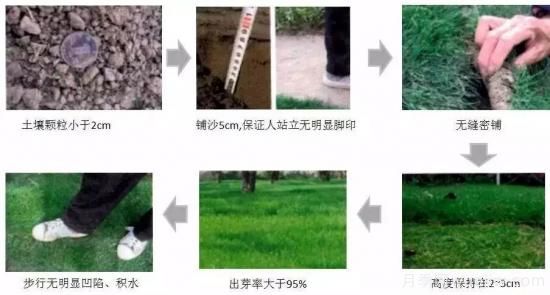 ***全常用草坪品種、優(yōu)點(diǎn)缺點(diǎn)和施工要點(diǎn)(圖13)