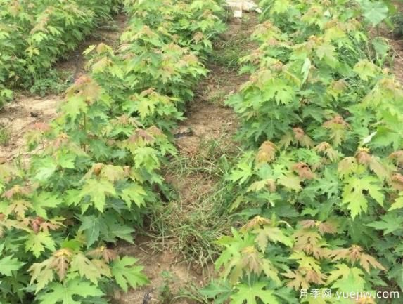 適合東北和西北地區種植的彩葉苗木有哪些？(圖1)