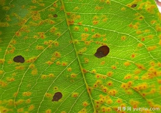 如何分清常見(jiàn)綠化植物病害的癥狀？(圖1)