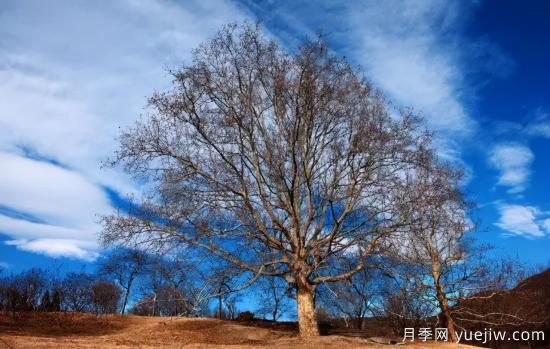 12個(gè)月份的園林設計與養護技術(shù)要點(diǎn)(圖2)