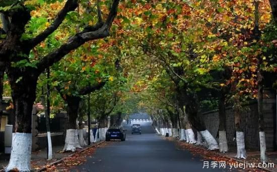 12個(gè)月份的園林設計與養護技術(shù)要點(diǎn)(圖6)
