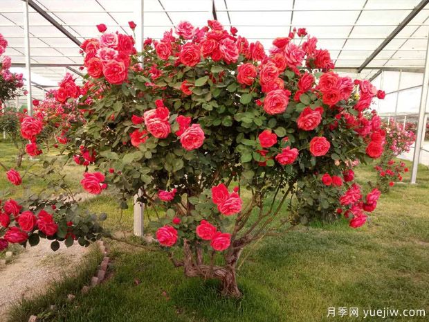 3月園林綠化集中開(kāi)工，綠化工程搶著(zhù)要哪些苗？(圖1)