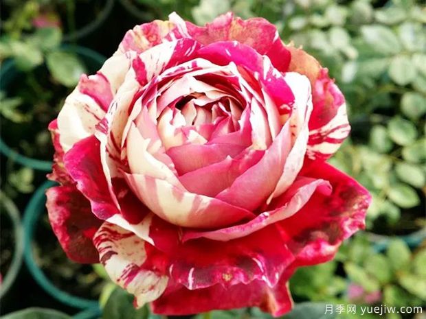 推薦10種條紋月季，一朵花開(kāi)出多種顏色(圖6)
