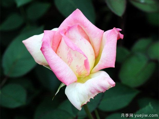 花車(chē)月季(圖4)
