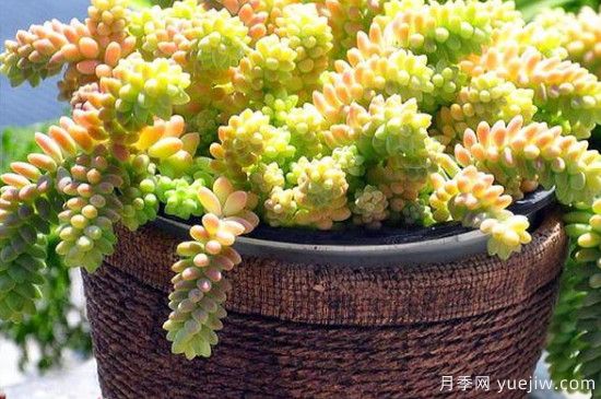 玉綴的養殖方法和注意事項(圖1)