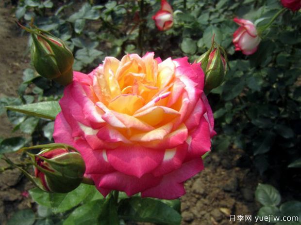 花魂月季，美得奪目，只一眼便怦然心動(dòng)(圖2)
