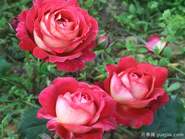 馬薩德醫生月季(圖2)