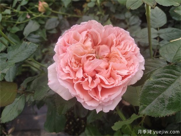 推薦10款網(wǎng)紅月季，漂亮又好養的歐月(圖6)