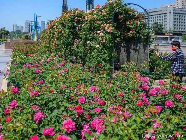 濟南玫瑰市花文化和月季景觀(guān)(圖2)