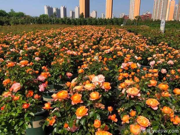 濟南玫瑰市花文化和月季景觀(guān)(圖1)