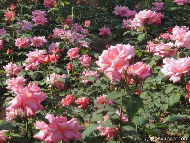 濮陽(yáng)月季市花文化和景觀(guān)圖集(圖1)