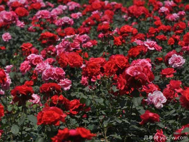 濮陽(yáng)月季市花文化和景觀(guān)圖集(圖2)
