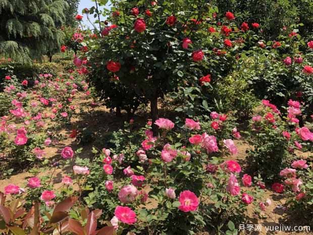 漯河月季市花文化和景觀(guān)圖集(圖2)