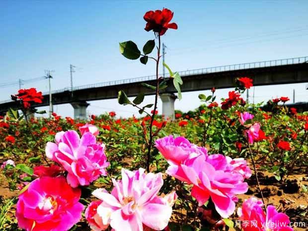 漯河月季市花文化和景觀(guān)圖集(圖3)