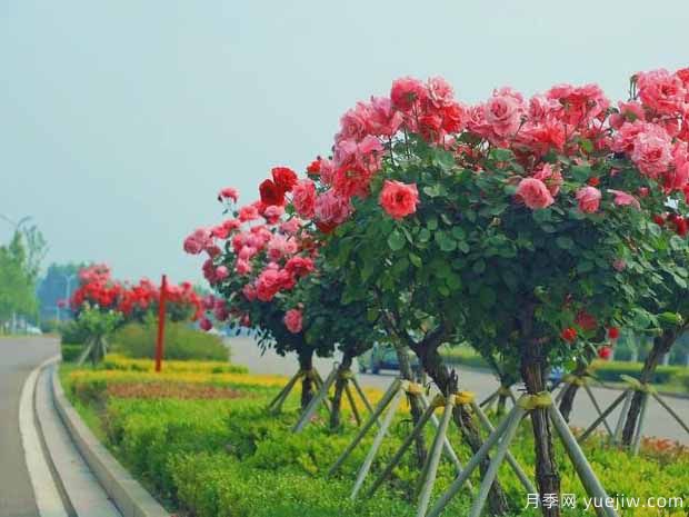 商丘月季市花文化和景觀(guān)圖集(圖1)