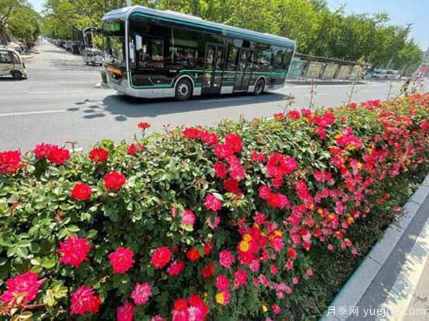 商丘月季市花文化和景觀(guān)圖集(圖2)