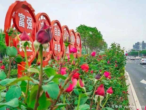 商丘月季市花文化和景觀(guān)圖集(圖3)
