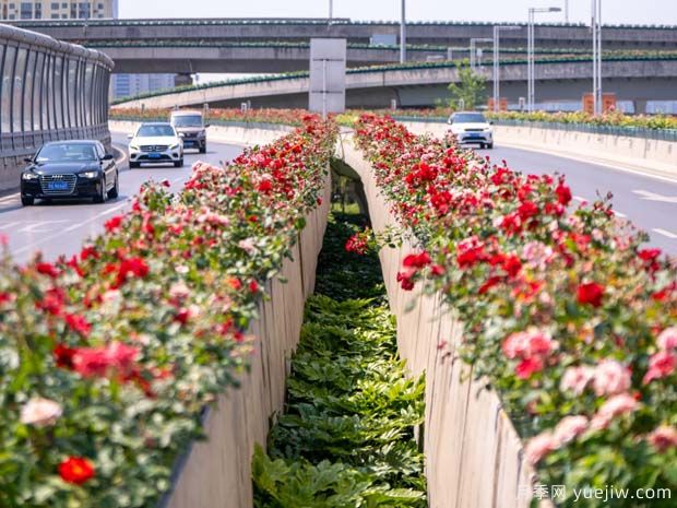 鄭州月季花路，生態(tài)廊道彩繪綠都花季(圖1)