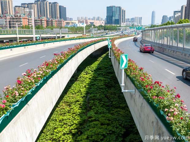 鄭州月季花路，生態(tài)廊道彩繪綠都花季(圖2)