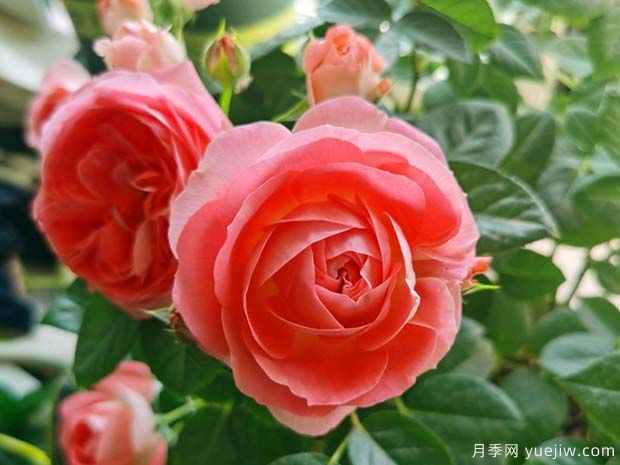 諾娃月季/鮭紅色陽(yáng)臺月季(圖1)