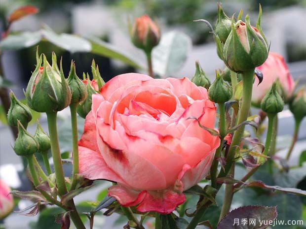 諾娃月季/鮭紅色陽(yáng)臺月季(圖2)