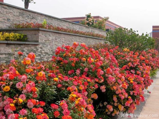 濰坊月季市花文化和景觀(guān)圖集(圖4)