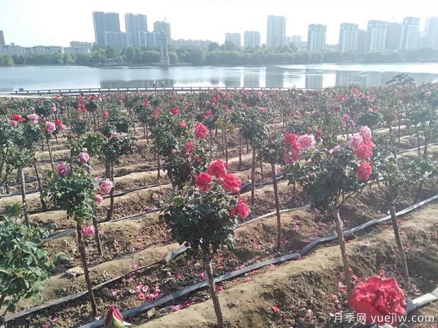 濰坊月季市花文化和景觀(guān)圖集(圖5)