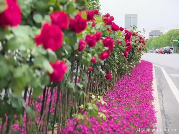 濰坊月季市花文化和景觀(guān)圖集(圖6)