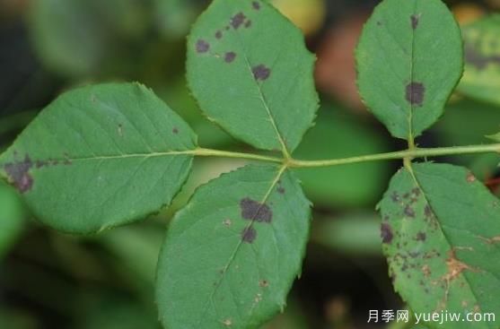 六月份園林常見(jiàn)蟲(chóng)害病害的識別與防治(圖3)