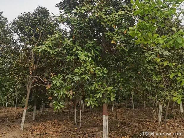 大樹(shù)苗木反季節移栽的6大養護措施(圖1)