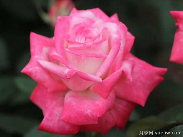 阿爾推斯75月季的優(yōu)缺點(diǎn)是什么？(圖1)
