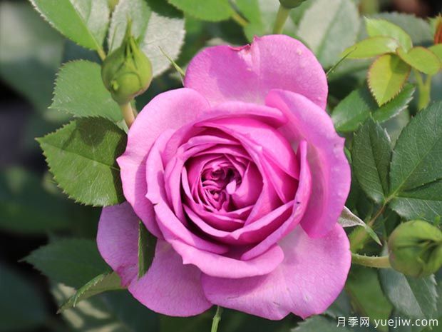 薰衣草門(mén)廊月季/紫色花環(huán)/薰衣草陽(yáng)臺/薰衣草花環(huán)(圖1)