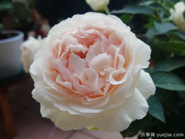 伊芙錢(qián)特瑪麗月季(圖1)