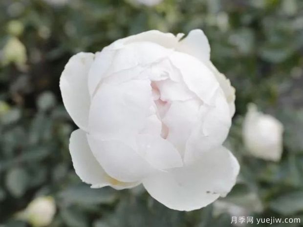伊芙錢(qián)特瑪麗月季(圖3)