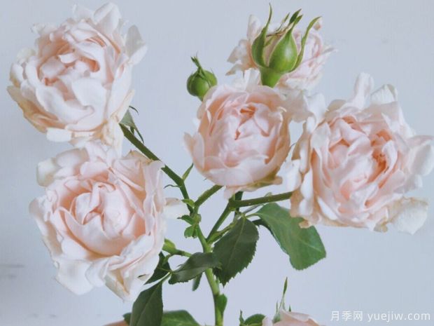 ?？麑殞氃录?蘇芬月季(圖3)