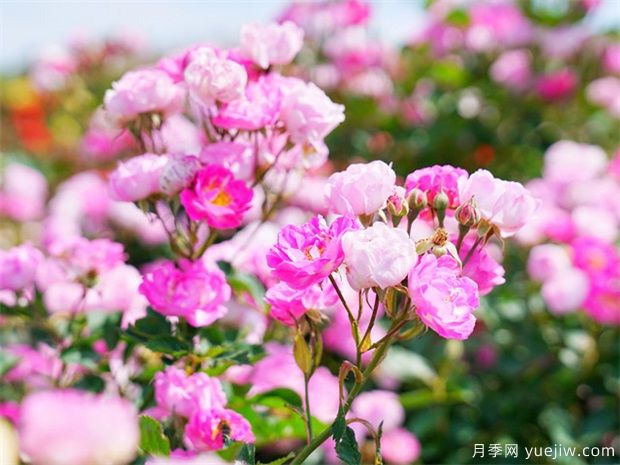 現代城市廣場(chǎng)綠化設計和植物配置(圖1)