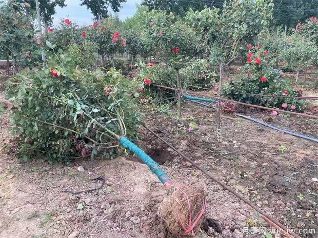 什么苗苗木要帶土球？什么花苗不用帶土球？(圖1)