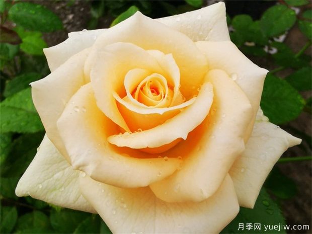 昆明斗南市場(chǎng)熱銷(xiāo)的十大切花玫瑰有哪些？(圖1)