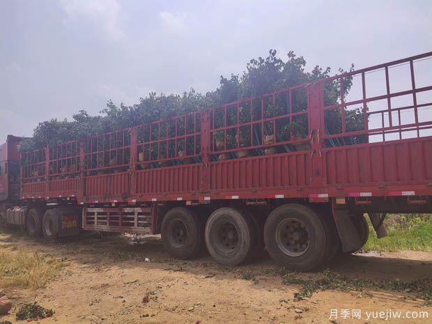 千余棵樹(shù)狀月季從南陽(yáng)運往四川瀘州(圖3)