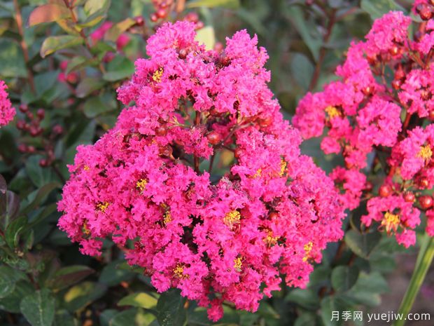 要讓紫薇花期長(cháng)，做好4個(gè)管理措施(圖1)
