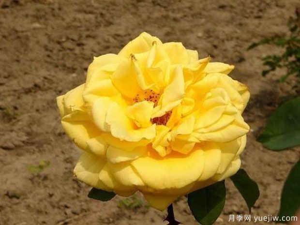 金色陽(yáng)光月季(圖2)