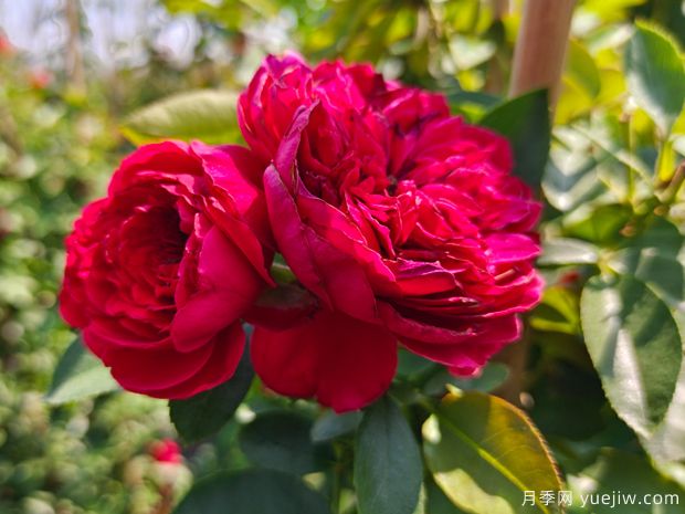 迎新年，推薦8個(gè)中國紅月季，紅紅火火過(guò)兔年(圖1)