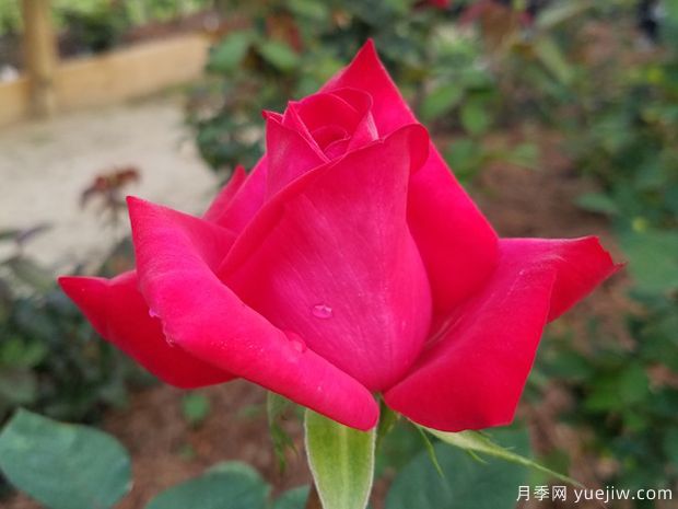克萊爾愛(ài)麗絲月季(圖1)