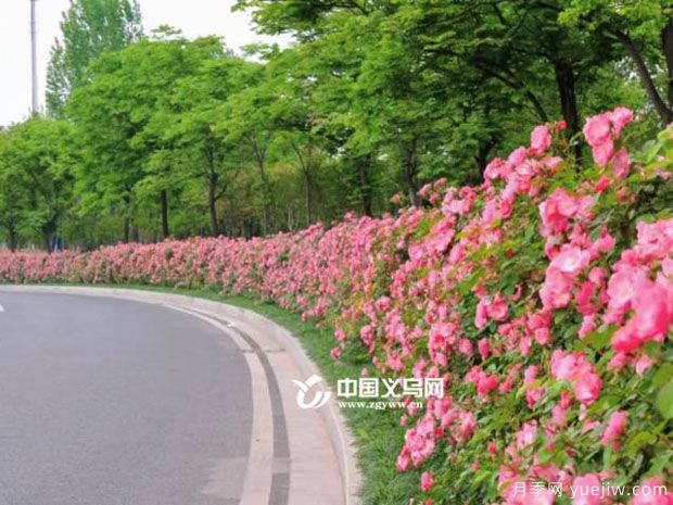市花月季相繼綻放 義烏美麗春天花香滿(mǎn)城(圖2)