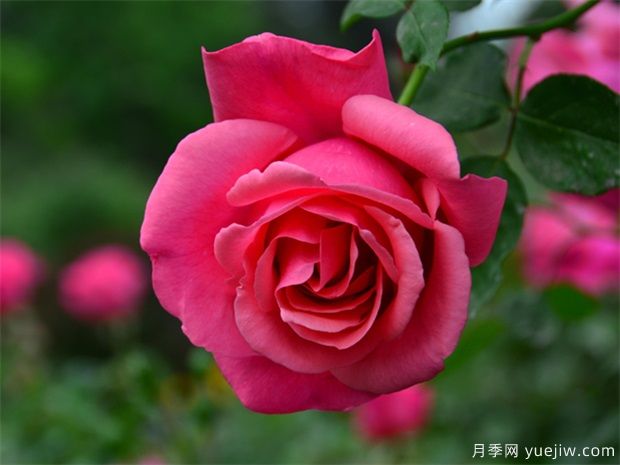 白銀月季市花文化和景觀(guān)圖集(圖1)