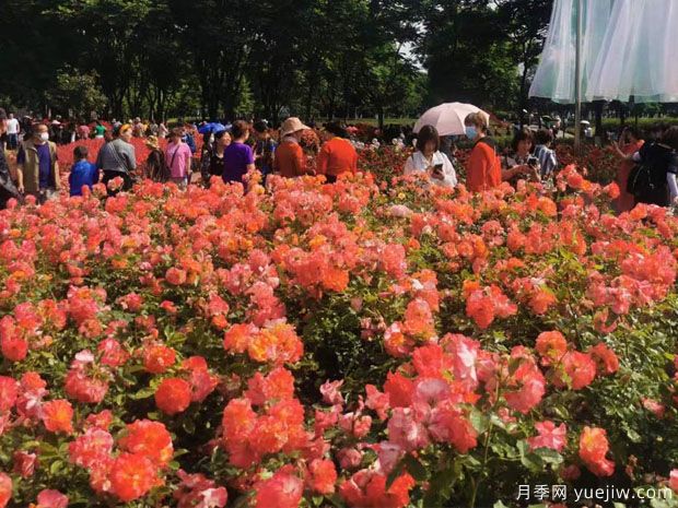 德陽(yáng)月季市花文化和景觀(guān)圖集(圖2)
